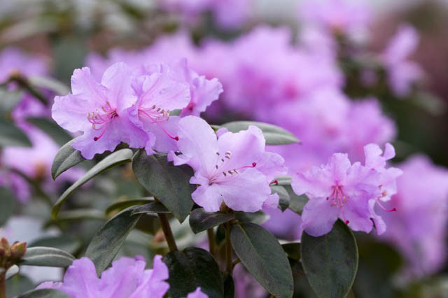 Rhododendron Praecox, 'Praecox' Rhododendron, Rhododendron × praecox, Early Season Rhododendron, Purple Rhododendron, Purple Flowering Shrub, Evergreen Rhododendron