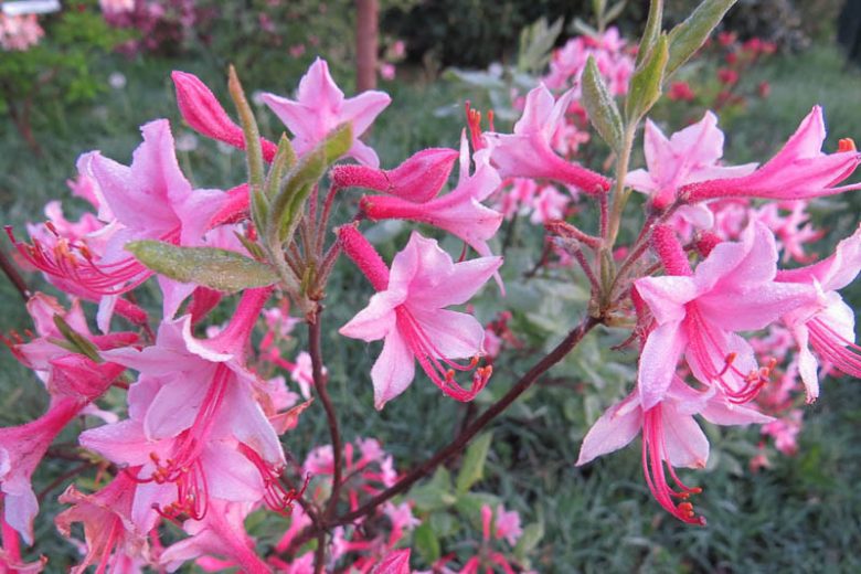 Rhododendron Prinophyllum, Roseshell Azalea, Early Azalea, Woolly Azalea, Rhododendron roseum, Azalea prinophylla, Rhododendron nudiflorum var. roseum, Midseason Azalea, Deciduous Azalea, Pink Azalea, Pink Flowering Shrub