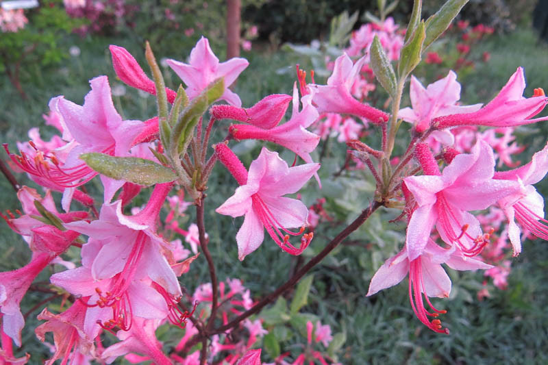 Rhododendron prinophyllum (Roseshell Azalea)
