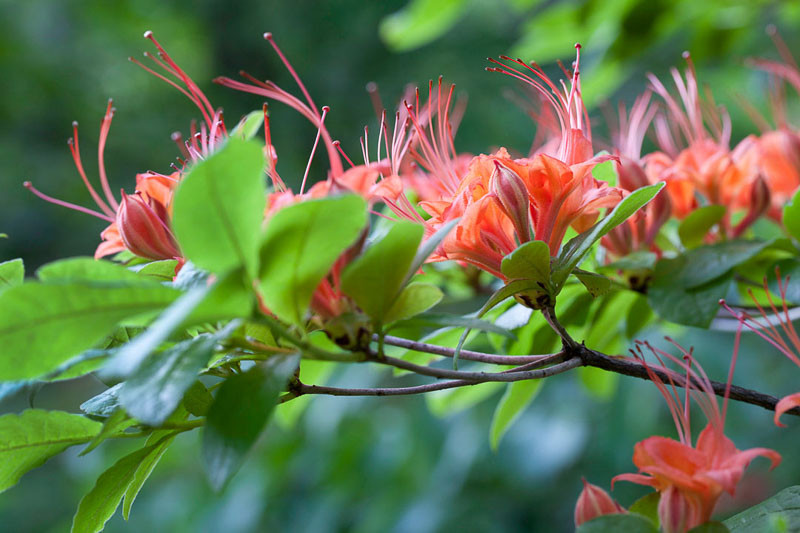 rhododendron c200 Southgate® Radiance™ Rhododendron main image 1