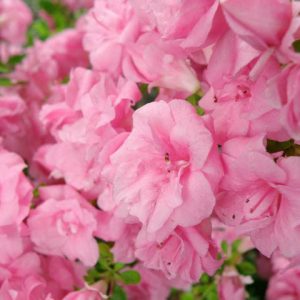 Rhododendron 'Rosebud','Rosebud' Rhododendron, 'Rosebud' Azalea, 'Rose Bud' Evergreen Azalea, Midseason Azalea, Gable Hybrid, Pink Azalea, Pink Rhododendron, Pink Flowering Shrub, Pink Evergreen Shrub