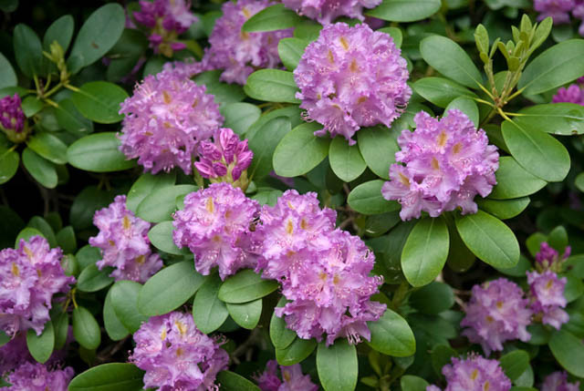 Rhododendron 'Roseum Elegans','Roseum Elegans' Rhododendron, Rhododendron catawbiense 'Roseum Elegans', Late Midseason Azalea,, Purple Azalea, Purple Rhododendron, Purple Flowering Shrub