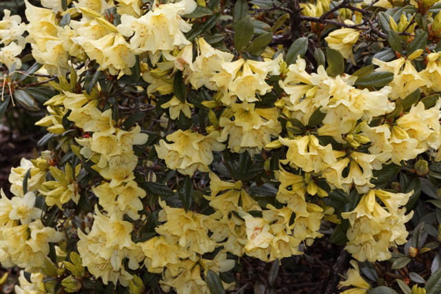 Rhododendron 'Saffron Queen', 'Saffron Queen' Rhododendron, Early Midseason Rhododendron, Fragrant Rhododendron, Yellow Rhododendron, Yellow Flowering Shrub