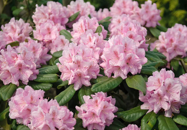 Rhododendron 'Scintillation','Scintillation' Rhododendron, 'Scintillation' Azalea, Evergreen Azalea, Midseason Azalea, Pink Azalea, Pink Rhododendron, Pink Flowering Shrub, Pink Evergreen Shrub