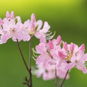Rhododendron Vaseyi, Pink-Shell Azalea, pink flowers, pink rhododendron, pink flowering shrub