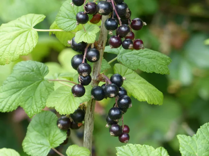 Ribes nigrum 'Ben Lomond', Black Currant 'Ben Lomond', Blackcurrant 'Ben Lomond', Black Berries, Black Currants, Fruit Shrub