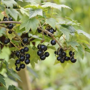 Ribes nigrum 'Ben Sarek', Black Currant 'Ben Sarek', Blackcurrant 'Ben Sarek', Black Berries, Black Currants, Fruit Shrub