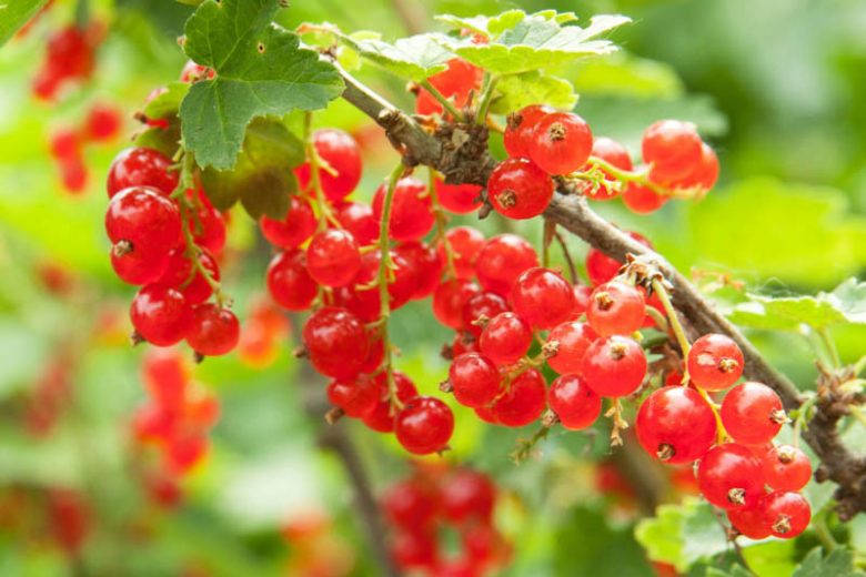 Ribes rubrum 'Red Lake', Red Currant 'Red Lake', Redcurrant 'Red Lake', Red Berries, Red Currants, Fruit Shrub