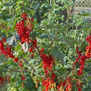 Ribes rubrum 'Rovada', Red Currant 'Rovada', Redcurrant 'Rovada', Red Berries, Red Currants, Fruit Shrub