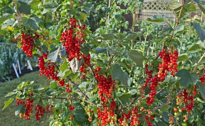 Ribes rubrum 'Rovada', Red Currant 'Rovada', Redcurrant 'Rovada', Red Berries, Red Currants, Fruit Shrub