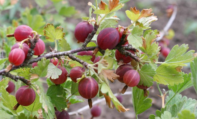 Ribes uva-crispa 'Hinnonmäki Röd', Gooseberry 'Hinnonmäki Röd', Ribes uva-crispa HINNOMAKI RED, Ribes uva-crispa 'Hino Red', Red Berries, Red Currants, Fruit Shrub