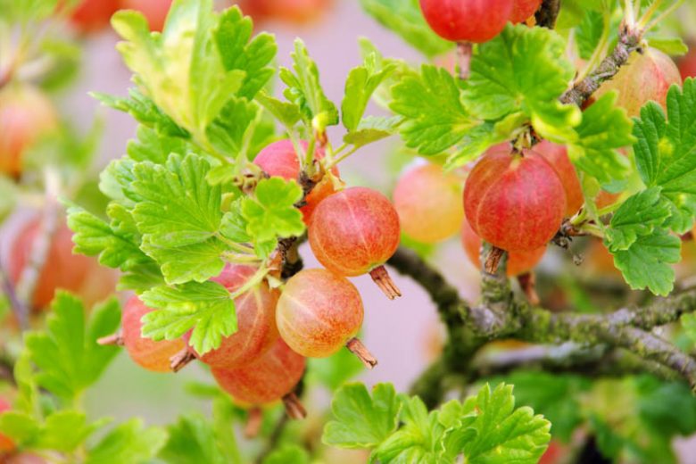 Ribes uva-crispa 'Pixwell', Gooseberry 'Pixwell', Pixwell Gooseberries, Pink Berries, Pink Currants, Fruit Shrub