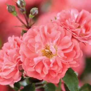 Rosa 'Coral Drift®', Rose 'Coral Drift®', Rosa'Meidrifora', Groundcover Roses, Coral roses, Orange Roses, Salmon Roses