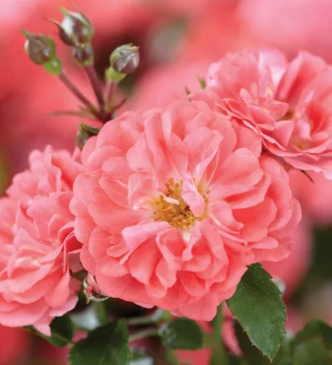 Rosa 'Coral Drift®', Rose 'Coral Drift®', Rosa'Meidrifora', Groundcover Roses, Coral roses, Orange Roses, Salmon Roses