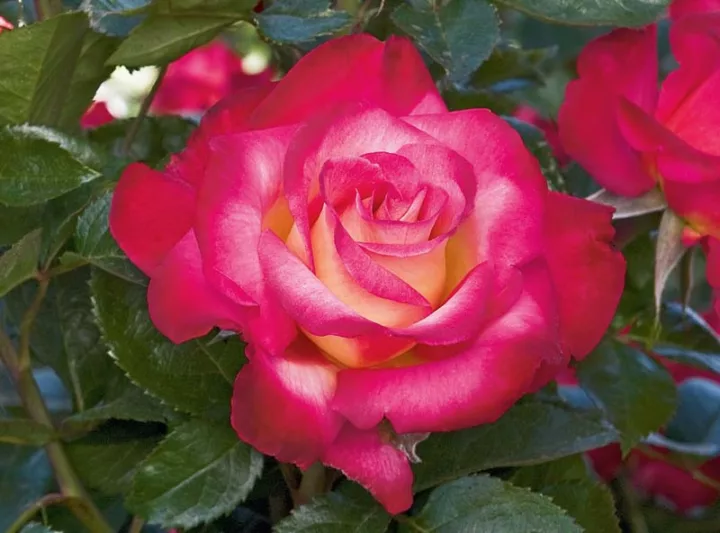 Rosa 'Dick Clark', Rose 'Dick Clark', Rosa 'WEKfunk', Grandiflora Roses, Shrub Roses, Red roses, Bicolor Roses, Rose bush