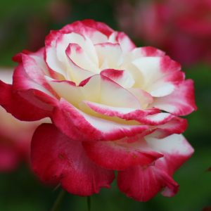 Rosa 'Double Delight', Rose 'Double Delight', Rosa 'Andeli', Hybrid Tea Roses, Shrub Roses, bicolor roses, Pink roses, Yellow roses, Shrub roses, Rose bush
