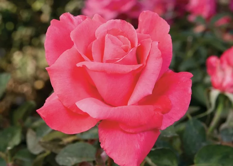 Rosa 'Electron', Rose 'Electron', Rosa ' Mullard Jubilee', Hybrid Tea Roses, Shrub Roses, Pink roses, Rose shrub