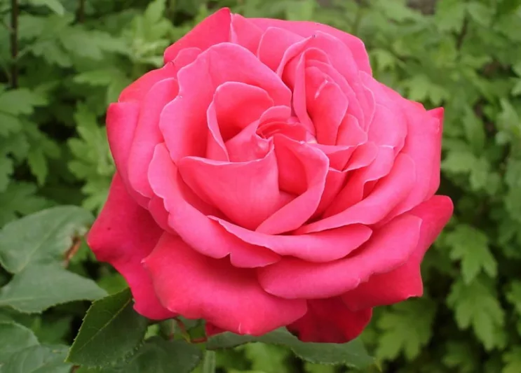 Rosa 'Fragrant Cloud', Rose 'Fragrant Cloud', Rosa 'Duftwolke', Rosa 'Nauge Parfumé',Rosa 'Tanellis', Hybrid Tea Roses, Shrub Roses, Red roses, Shrub roses, Rose bush
