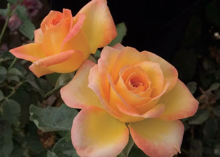 Rosa 'Gold Medal', Rose 'Gold Medal', Rosa 'AROyqueli', Rosa 'Golden Medal', Grandiflora Roses, Shrub Roses, Yellow roses, Bicolor Roses, Rose bush