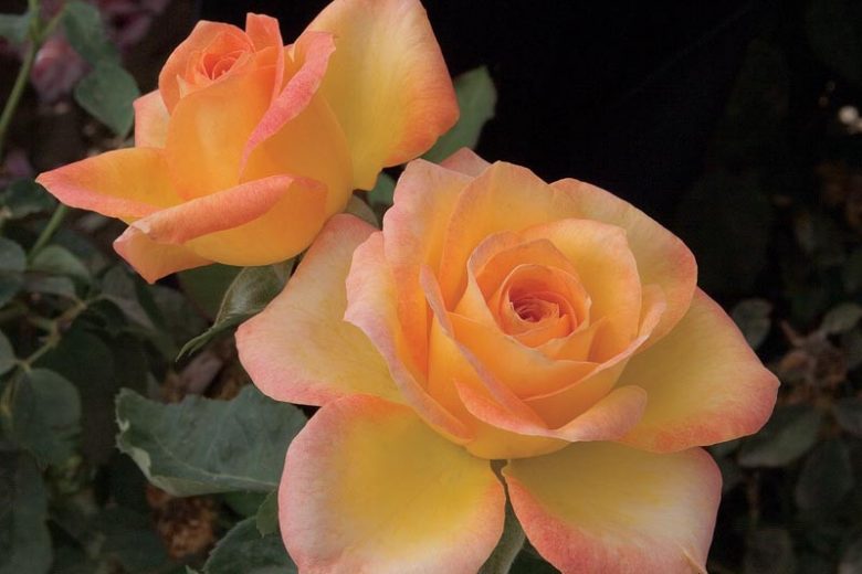 Rosa 'Gold Medal', Rose 'Gold Medal', Rosa 'AROyqueli', Rosa 'Golden Medal', Grandiflora Roses, Shrub Roses, Yellow roses, Bicolor Roses, Rose bush