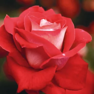 Rosa 'Love', Rose 'Love', Rosa 'JACtwin', Grandiflora Roses, Shrub Roses, Red roses, Bicolor Roses, Rose bush