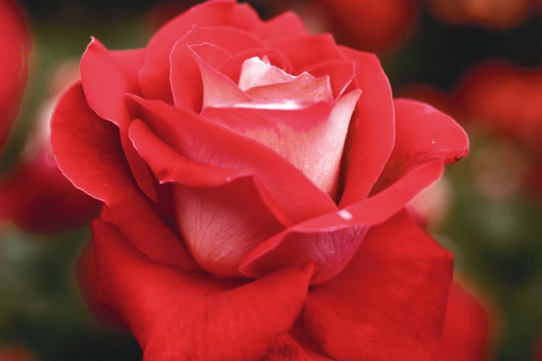 A single red rose flower – Photo Trap