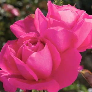 Rosa 'Miss All-American Beauty', Rose 'Miss All-American Beauty', Rosa 'MEIdaud', Rosa 'Maria Callas', Hybrid Tea Roses, Shrub Roses, Pink roses, Rose shrub