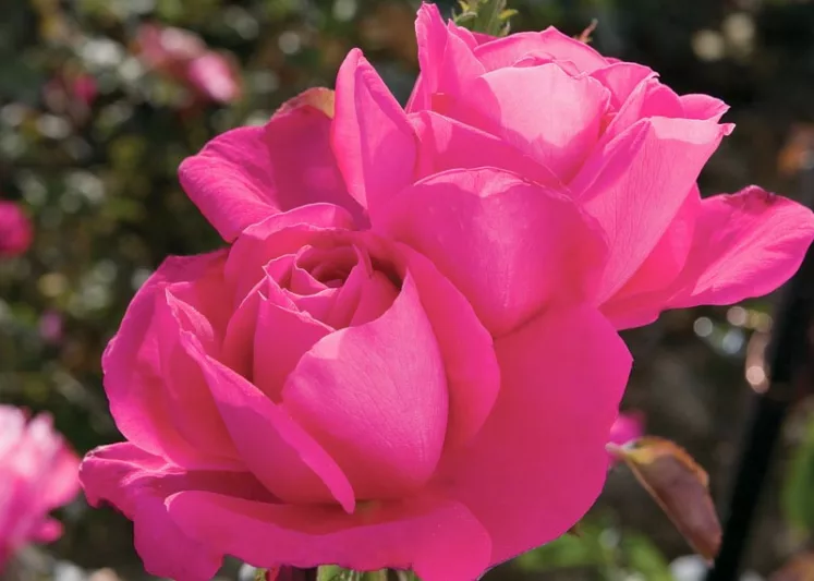 Rosa 'Miss All-American Beauty', Rose 'Miss All-American Beauty', Rosa 'MEIdaud', Rosa 'Maria Callas', Hybrid Tea Roses, Shrub Roses, Pink roses, Rose shrub