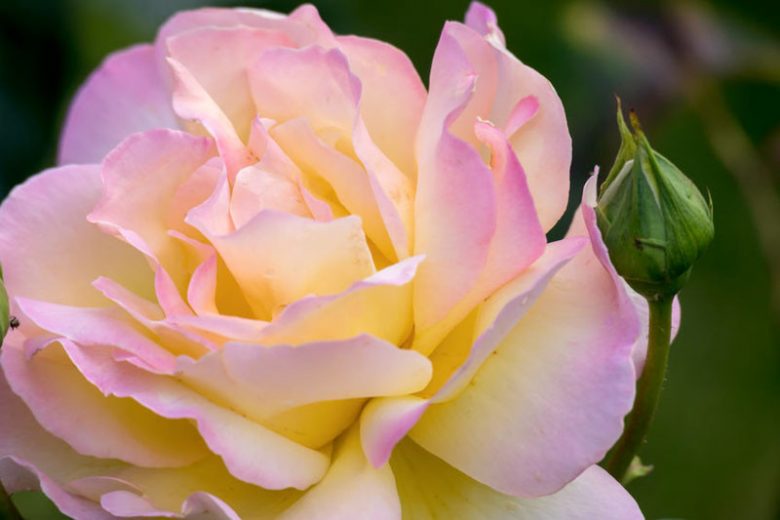 Rosa 'Peace', Rose 'Peace', Rosa 'Madame A. Meilland', Rosa ' Gloria Dei', Rosa 'Gioia', Hybrid Tea Roses, Shrub Roses, Yellow roses, Pink roses, Shrub roses, Rose bush