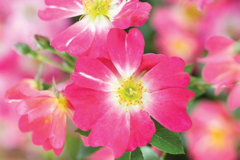 Rosa 'Pink Drift®', Rose 'Pink Drift®', Rosa 'Meijocos', Groundcover Roses, Pink Roses