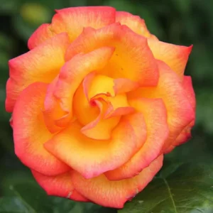 Rosa 'Rio Samba', Rose 'Rio Samba', Rosa 'JACrite', Hybrid Tea Roses, Shrub Roses, Yellow roses, Red Roses, Bicolor Roses, Shrub roses, Rose bush
