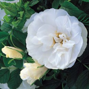 Rosa Rugosa 'Blanc Double de Coubert', Rose 'Blanc Double de Coubert', Rosa 'Blanche Double de Coubert', Rosa 'Muslin Rose' Rosa 'The Muslin Rose', Shrub Roses, Wild Roses, Rugosa Hybrids, White roses, Hardy roses