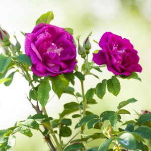 Rosa Rugosa, Rugosa Rose, Japanese Rose, Ramanas Rose, Wild Roses, Rugosa Hybrids, Shrub roses, pink roses, Hardy roses