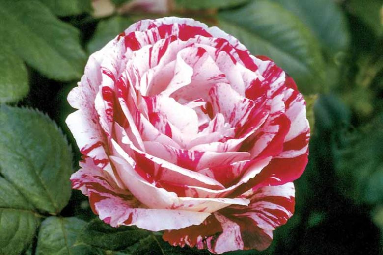 Rosa 'Scentimental',Rose 'Scentimental', Rosa 'WEKplapep', Shrub Roses, Floribunda Roses, White Roses, Red Roses, Bicolor Roses