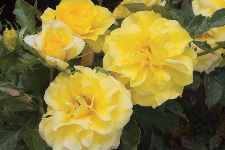 Rosa 'Sunsprite',Rose 'Sunsprite', Rosa 'KORresia', Shrub Roses, Floribunda Roses, Yellow Roses, Yellow Flowers