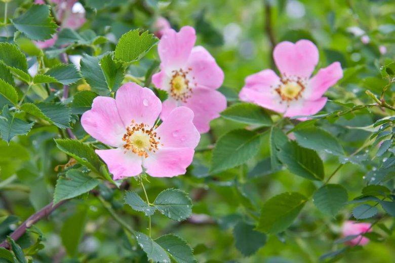 Rosa canina, Dog Rose, Bird Briar, Briar Rose, Buckieberries, Canker, Cankerberry, Canker Flower, Canker Rose, Cat Whin, Choop Tree, Common Brier, Dog Briar, Dog Brier, Hep Briar, Hep Rose, Hep Tree, Wild Roses, Shrub Roses, Pink roses, Hardy roses