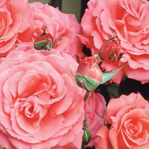 Rose 'America', Rosa 'America', Rosa 'JACclam', Large-Flowered Climber, Coral roses, Pink Roses, Orange Roses, Rose bushes, Garden Roses