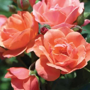 Rose 'Coral Knock Out', Rosa 'Coral Knock Out', 'Coral Knock Out' Rose, Shrub Roses, Rose bushes, Garden Roses, Rosa 'Radral', Coral Roses, Coral Flowers, Orange Roses, Orange Flowers