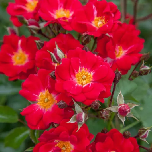 Rose 'Crimson Meidiland®', Rosa 'Crimson Meidiland®', Rosa'MEIzerbil', Shrub Roses, Landscape Roses, Groundcover Roses, Rose bushes, Garden Roses, Red Roses, Red Flowers