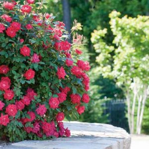 Rose 'Double Knock Out®', Rosa 'Double Knock Out®', 'Double Knock Out®' Rose, Shrub Roses, Rose bushes, Garden Roses, Rosa'Radtko', Red Roses, Red Flowers
