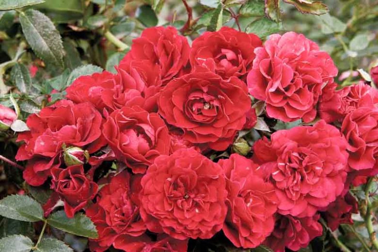 Rose 'Fire Meidiland®', Rosa 'Fire Meidiland®', Rosa'MEIpsidue', Rosa 'MEIupside', Shrub Roses, Landscape Roses, Groundcover Roses, Rose bushes, Garden Roses, Red Roses, Red Flowers