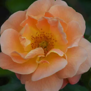 Rose 'Flower Carpet Amber', Rosa 'Flower Carpet Amber', Rosa 'Calizia', Rosa 'NOA97400A', Rosa 'Sedana', Shrub Roses, Groundcover Roses , Yellow roses