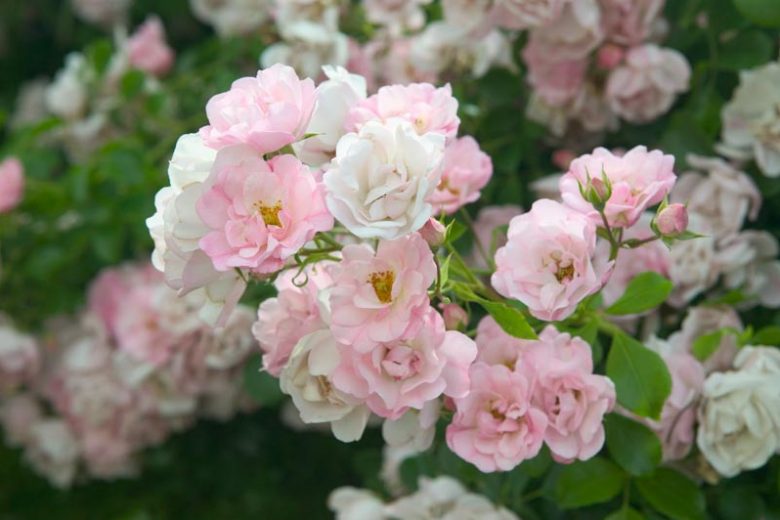 Rose 'Flower Carpet Appleblossom', Rosa 'Flower Carpet Appleblossom', Groundcover Roses, Pink roses