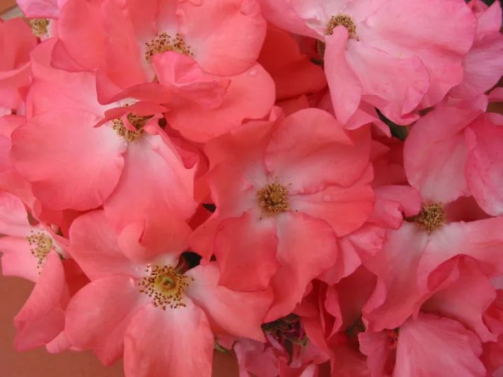 Rose 'Flower Carpet Coral', Rosa 'Flower Carpet Coral', Groundcover Roses, Coral roses, Orange roses