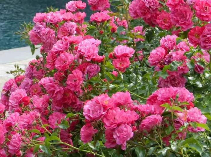 Rose 'Flower Carpet Pink Supreme', Rose 'Flower Carpet Pink', Groundcover Roses, Pink roses