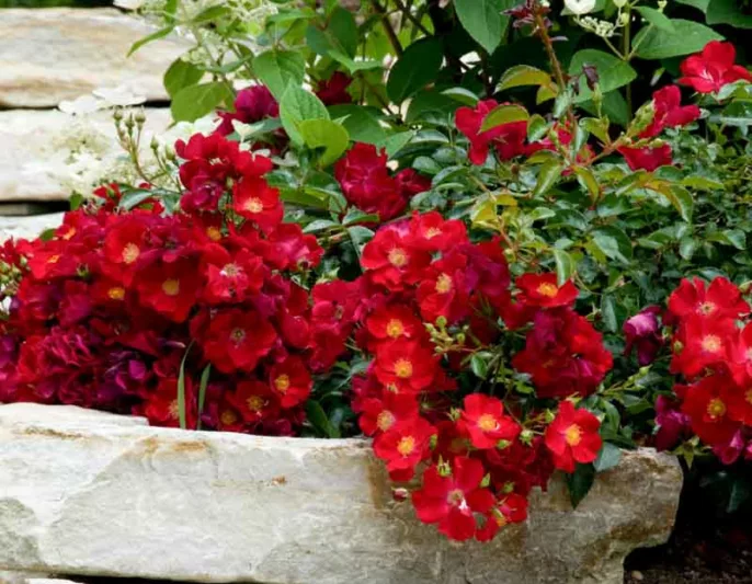 Rose 'Flower Carpet Scarlet', Rosa 'Flower Carpet Scarlet', Groundcover Roses, Red roses