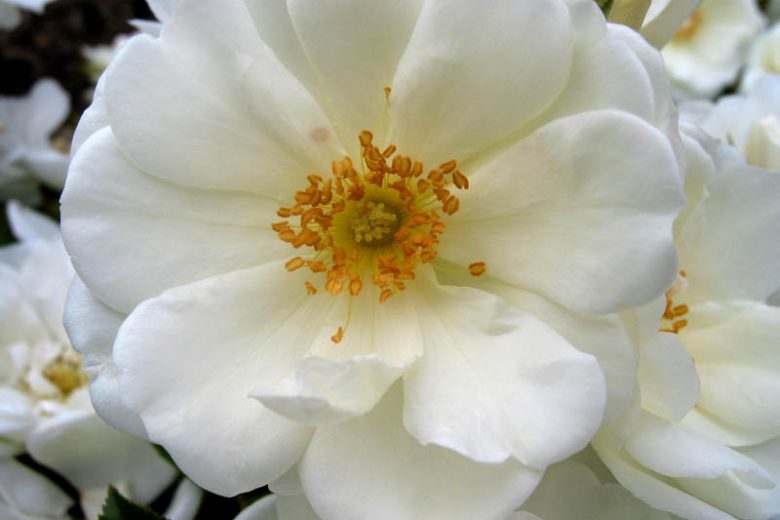 Rose 'Flower Carpet White', Rosa 'Flower Carpet White', Groundcover Roses, White roses