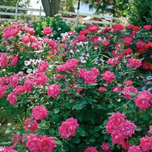 Rose 'Pink Double Knock Out®', Rosa 'Pink Double Knock Out®', 'Pink Double Knock Out®' Rose, Shrub Roses, Rose bushes, Garden Roses, Rosa 'Radtkopink', Pink Roses, Pink Flowers