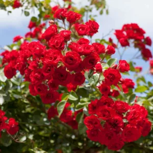 Rose 'Scarlet Meidiland®', Rosa 'Scarlet Meidiland®', Rosa'MEIkrotal', Rosa 'Scarlet Meillandécor', Shrub Roses, Landscape Roses, Rose bushes, Garden Roses, Red Roses, Red Flowers