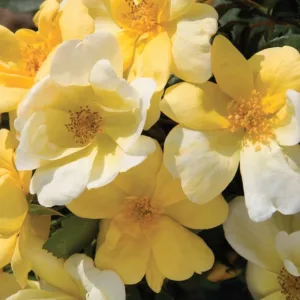 Rose 'Sunny Knock Out®', Rosa 'Sunny Knock Out®', 'Sunny Knock Out®' Rose, Shrub Roses, Rose bushes, Garden Roses, Rosa 'Radsunny', Yellow Roses, Yellow Flowers